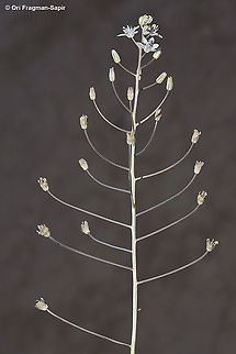 Prospero hanburyi S Israel, Arad Geotagged,Israel,Prospero hanburyi,Summer