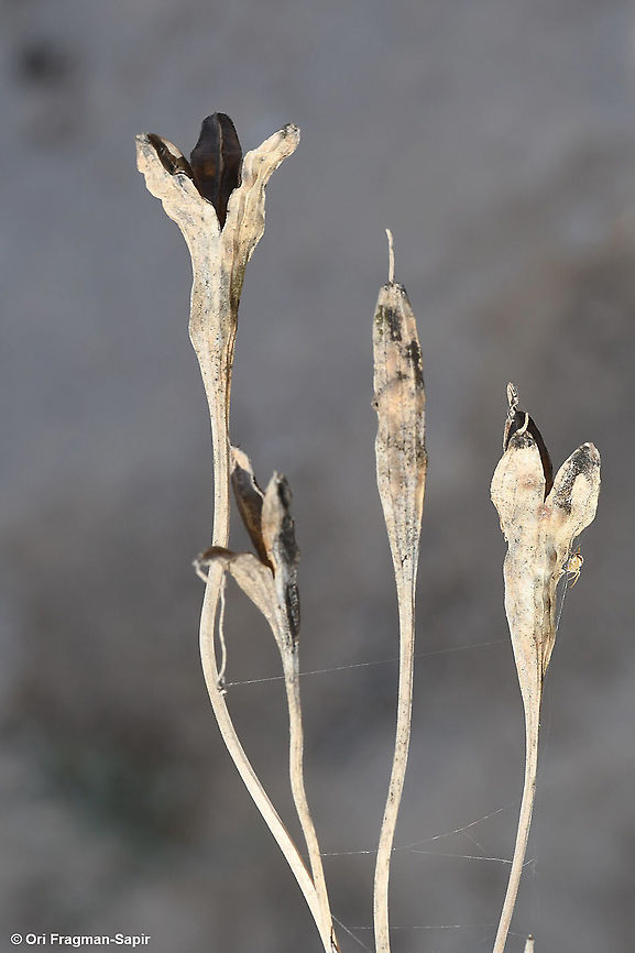 Ixiolirion tataricum S Israel, Negev Highlands, Upper Nahal Nizzana. Dry fruit after seed dispersal. Fall,Geotagged,Israel,Ixiolirion tataricum,Siberian lily