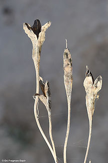 Ixiolirion tataricum S Israel, Negev Highlands, Upper Nahal Nizzana. Dry fruit after seed dispersal. Fall,Geotagged,Israel,Ixiolirion tataricum,Siberian lily
