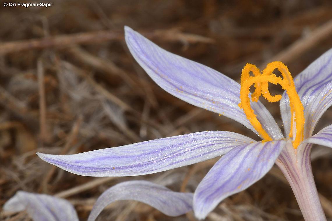 Crocus cancellatus S Israel, Negev Highlands, road to Lotz Cisterns Crocus cancellatus,Fall,Geotagged,Israel