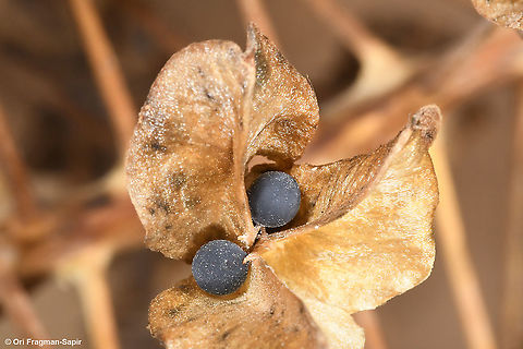 Bellevalia zoharyi S Israel, Negev Highlands, Upper Nahal Nizzana Bellevalia zoharyi,Fall,Geotagged,Israel