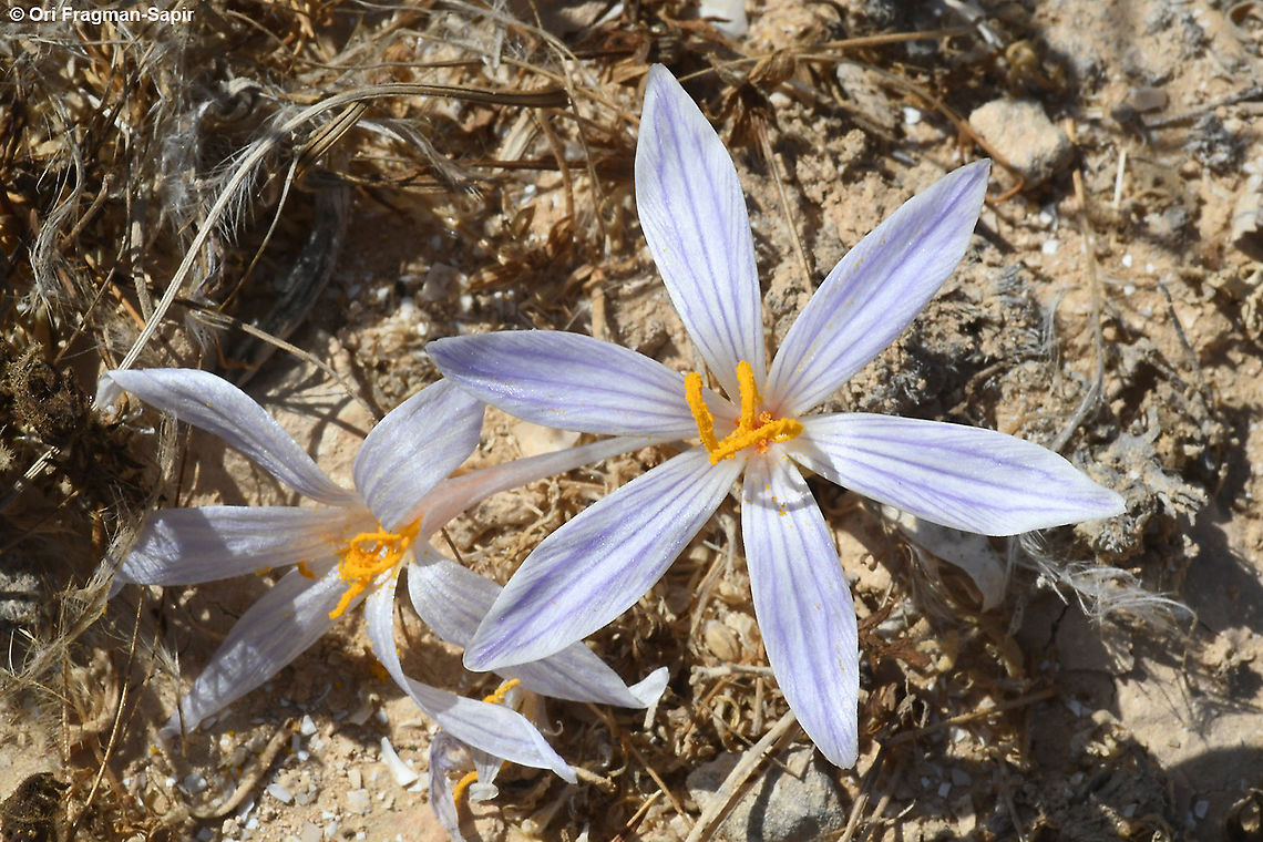 Crocus cancellatus S Israel, Negev Highlands, road to Lotz Cisterns Crocus cancellatus