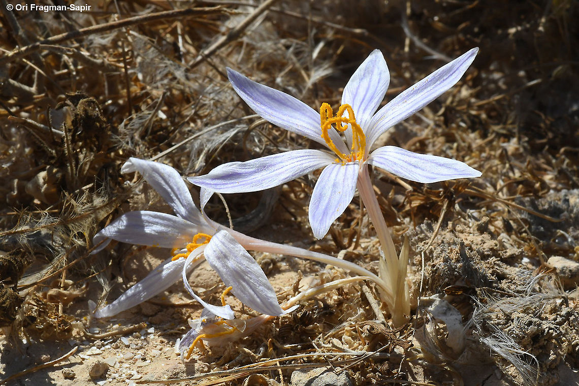 Crocus cancellatus S Israel, Negev Highlands, road to Lotz Cisterns Crocus cancellatus,Fall,Geotagged,Israel