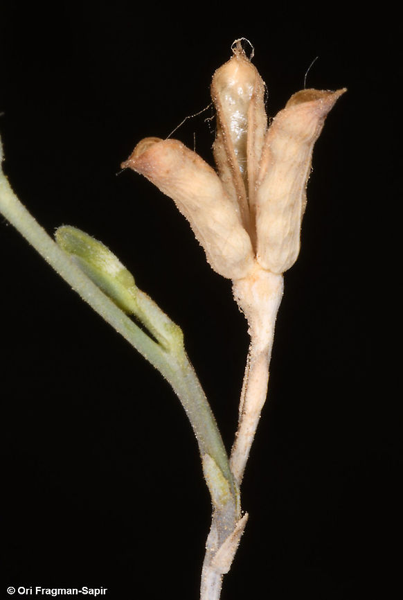 Delphinium peregrinum S Israel, Negev Highlands,Nahal Lotz Delphinium peregrinum,Fall,Geotagged,Israel