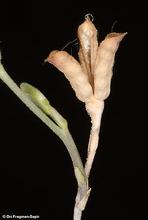 Delphinium peregrinum S Israel, Negev Highlands,Nahal Lotz Delphinium peregrinum,Fall,Geotagged,Israel