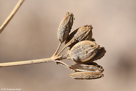 Ferula negevensis S Israel, Negev Highlands,Nahal Lotz Fall,Ferula negevensis,Geotagged,Israel