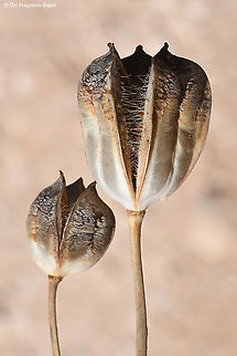 Tulipa biflora S Israel, Negev Highlands, Upper Nahal Nizzana Fall,Geotagged,Israel,Tulipa biflora