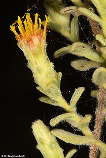 Chiliadenus iphionoides S Israel, Negev Highlands,Nahal Lotz Chiliadenus iphionoides,Fall,Geotagged,Israel
