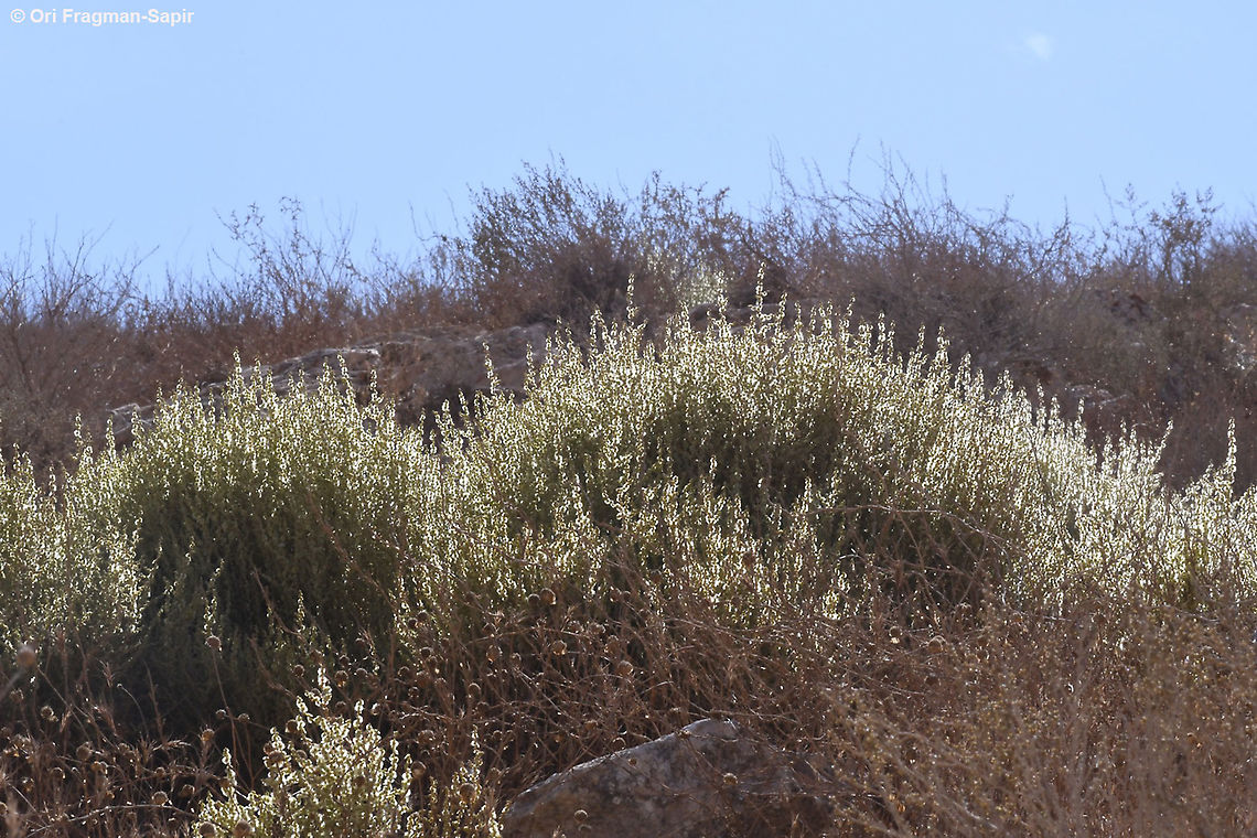 Caroxylon inerme S Israel, Negev Highlands,Nahal Lotz Caroxylon inerme,Fall,Geotagged,Israel