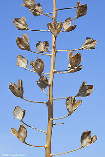 Bellevalia eigii S Israel, Negev Highlands, near Suma Bamidbar Bellevalia eigii,Fall,Geotagged,Israel