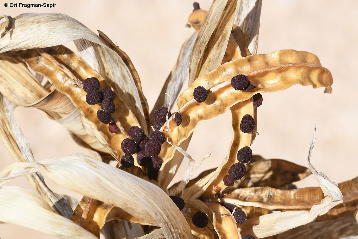 Iris regis-uzziae S Israel, Negev Highlands, Upper Nahal Nizzana Fall,Geotagged,Iris regis-uzziae,Israel