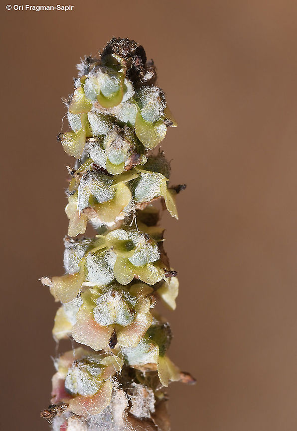 Caroxylon orientale S Israel, Negev Highlands, near Suma Bamidbar Caroxylon orientale,Fall,Geotagged,Israel
