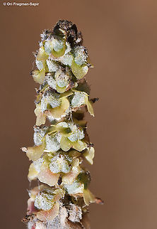 Caroxylon orientale S Israel, Negev Highlands, near Suma Bamidbar Caroxylon orientale,Fall,Geotagged,Israel