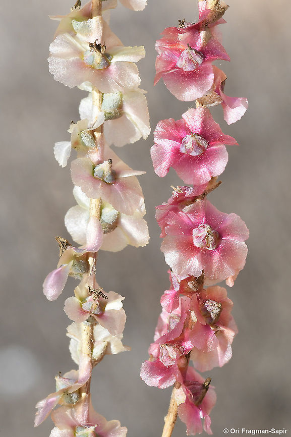 Caroxylon vermiculatum S Israel, Negev Highlands, Upper Nahal Nizzana Fall,Geotagged,Israel,Salsola vermiculata