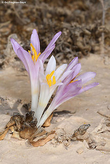 Colchicum tunicatum S Israel, Negev Highlands, near Suma Bamidbar Colchicum tunicatum,Fall,Geotagged,Israel