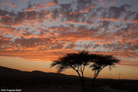 Acacia raddiana  Acacia raddiana
