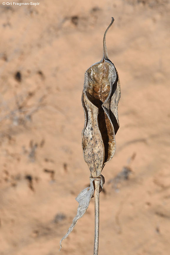 Iris mariae  Fall,Geotagged,Iris mariae,Israel
