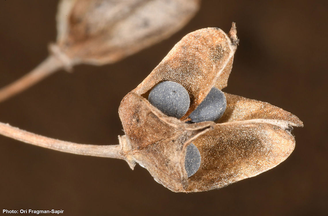 Bellevalia eigii  Bellevalia eigii,Fall,Geotagged,Israel