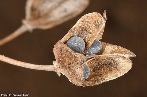 Bellevalia eigii  Bellevalia eigii,Fall,Geotagged,Israel