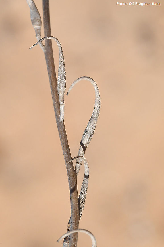 Erucaria pinnata  Erucaria pinnata,Fall,Geotagged,Israel