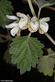 Otostegia fruticosa  Otostegia fruticosa