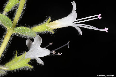 Origanum ramonense  Origanum ramonense