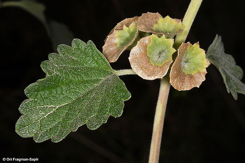 Otostegia fruticosa  Otostegia fruticosa