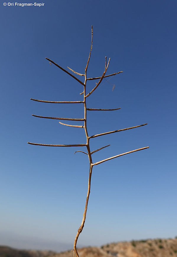 Erysimum repandum  Erysimum repandum,Fall,Geotagged,Spreading treacle-mustard