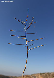 Spreading treacle-mustard