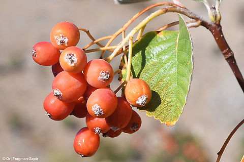 Sorbus umbellata  Fall,Geotagged,Sorbus umbellata