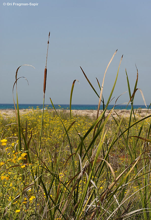 Typha elephantina  Fall,Geotagged,Israel,Typha elephantina