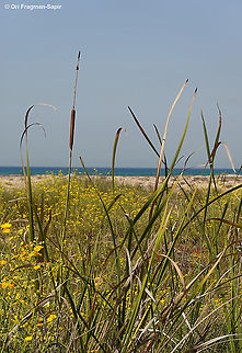 Typha elephantina  Fall,Geotagged,Israel,Typha elephantina