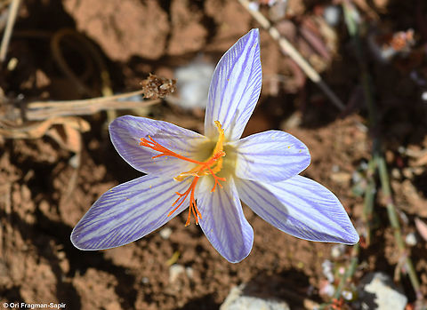 Crocus hermoneus ssp hermoneus  Crocus hermoneus,Fall,Geotagged