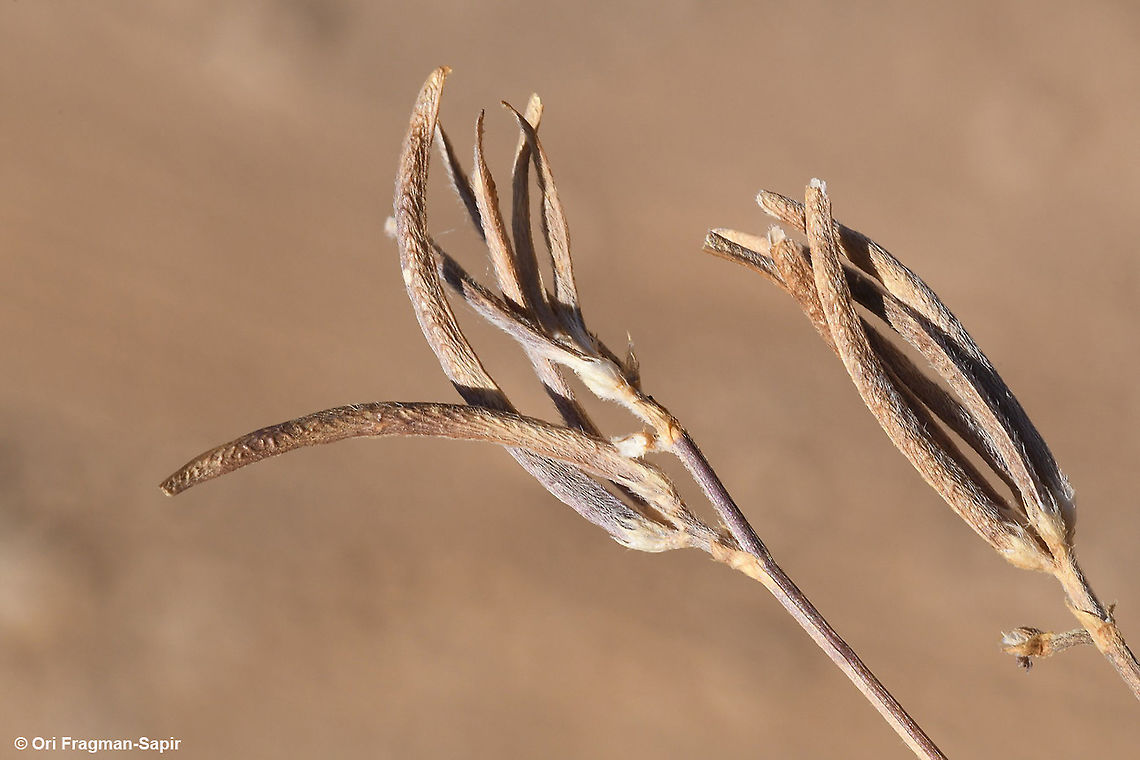 Trigonella crassipes  Fall,Geotagged,Trigonella crassipes
