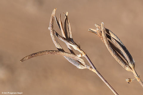 Trigonella crassipes