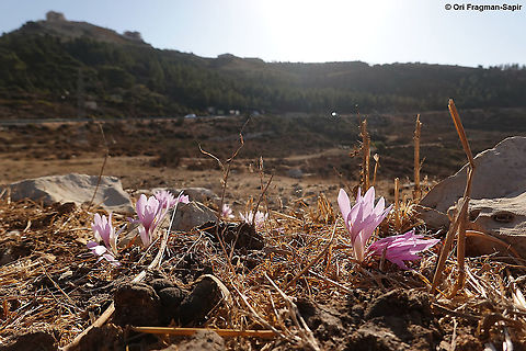 Colchicum hierosolymitanum  Colchicum hierosolymitanum,Fall,Geotagged