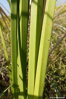 Typha elephantina  Fall,Geotagged,Israel,Typha elephantina
