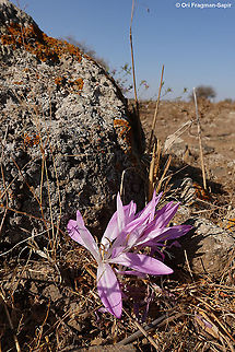 Colchicum feinbruniae  Colchicum feinbruniae,Fall,Geotagged