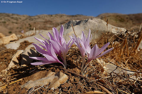 Colchicum hierosolymitanum  Colchicum hierosolymitanum,Fall,Geotagged