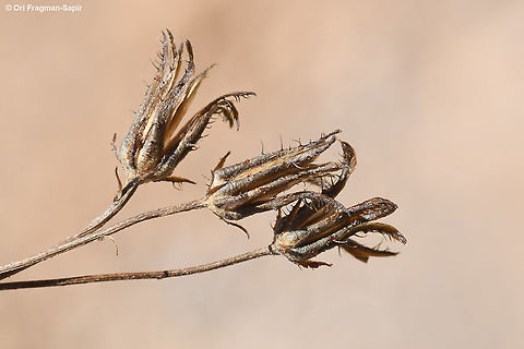 Crepis robertioides  Crepis robertioides,Fall,Geotagged