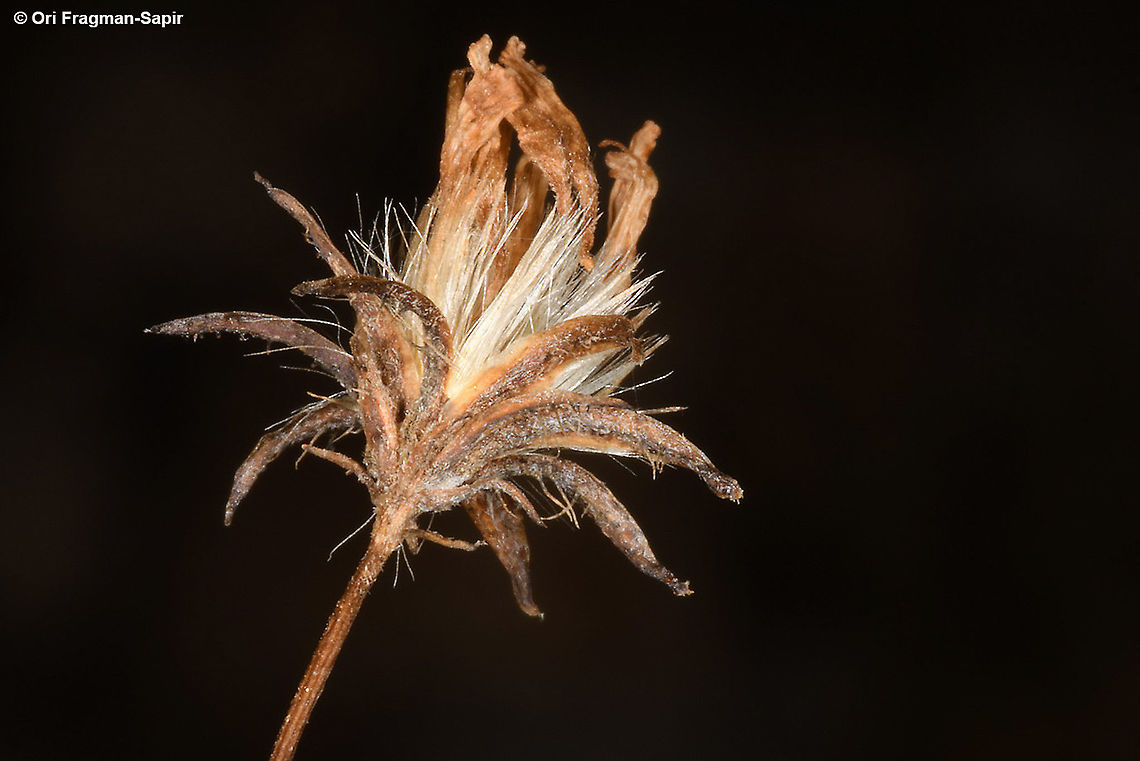 Crepis robertioides  Crepis robertioides,Fall,Geotagged