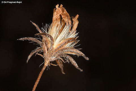 Crepis robertioides  Crepis robertioides,Fall,Geotagged