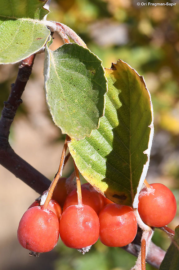 Sorbus umbellata  Fall,Geotagged,Sorbus umbellata