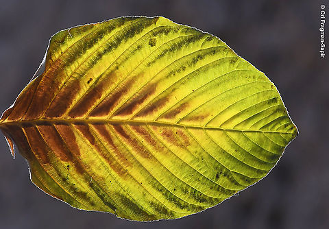 Rhamnus libanotica  Fall,Geotagged,Lebanese buckthorn,Rhamnus libanotica