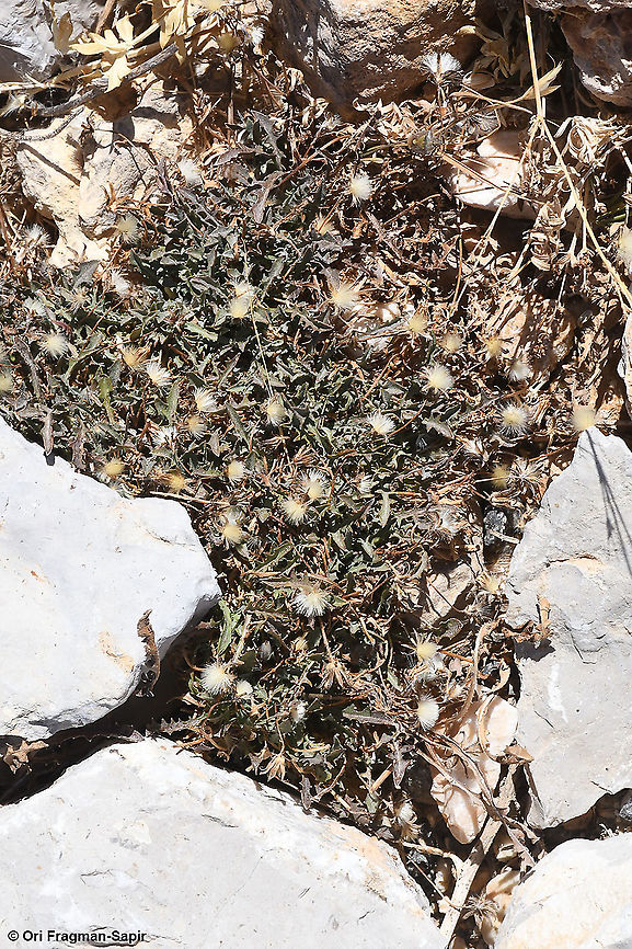 Crepis robertioides  Crepis robertioides,Fall,Geotagged