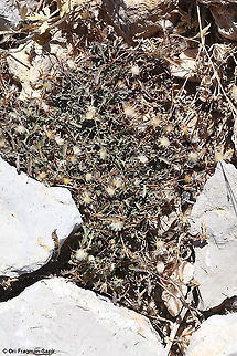 Crepis robertioides  Crepis robertioides,Fall,Geotagged