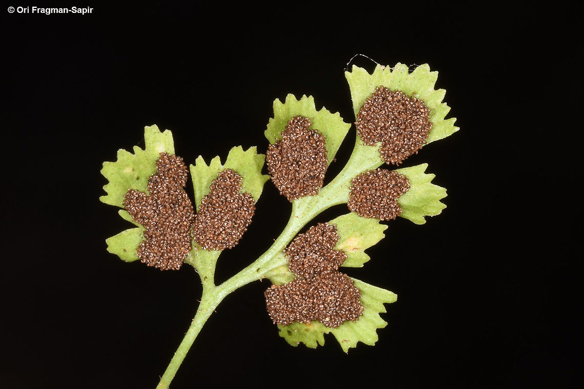 Asplenium ruta-muraria  Asplenium ruta-muraria,Fall,Geotagged,Israel,Wall rue