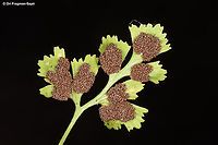 Asplenium ruta-muraria  Asplenium ruta-muraria,Fall,Geotagged,Israel,Wall rue