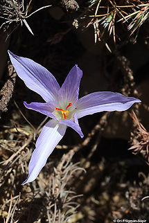 Crocus pallasii  Crocus pallasii,Fall,Geotagged,Israel