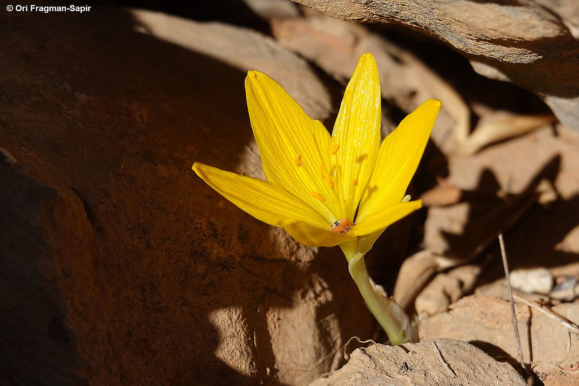 Sternbergia clusiana  Fall,Geotagged,Israel,Sternbergia clusiana